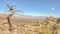 Tree Snag, Teutonia Peak Trail, Mojave National Preserve, CA.