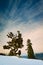 Tree in snow-capped mountains in Himalaya