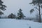 Tree on a snow-covered hill in the fierce winter