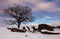 A tree and snow covered rocks at Devil\'s Den, in Gettysburg, PA