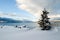 Tree Snow Lake Tahoe