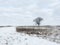 Tree in the Snow: Landscape view of a single, bare tree on the prairie on a cold winter day after recent snow fall