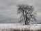 Tree in the Snow: A lone tree sits on the prairie grassland among the snow covered ground after a snowfall on an overcast cold