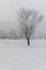 Tree and snow shirakawa-go location in Japan