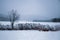 A tree in snowfield