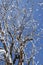 Tree and snowflake flying