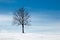 Tree in snowy field