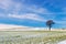 Tree on Snowy Field