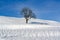 Tree on snowy hill, lonely tree, solitary tree on hill in Alps in winter