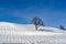 Tree in snowy landscape, lonely tree, solitary tree on hill in Alps in winter