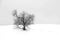 Tree in snowy landscape, lonely tree, solitary tree on hill in winter