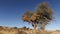 Tree with sociable weaver nest