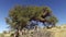 Tree with sociable weaver nest and flying birds