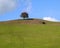 Tree, solitary, sole, on the crest of a hill against bright blue summer skies.