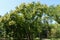 Tree of Sophora japonica in bloom against blue sky in August