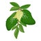Tree soursop icon cartoon vector. Juice annona