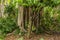 A tree on the south bank of the Brisbane River, Brisbane, Queensland acts as a host for wildflowers