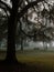 Tree with Spanish moss hangs in a gloomy park on a foggy day
