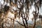 Tree with Spanish moss in Protected Area Miraflor, Nicarag