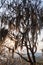 Tree with Spanish moss in Protected Area Miraflor, Nicarag