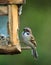 Tree Sparrow