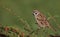 Tree Sparrow