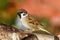 Tree Sparrow