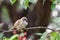 Tree sparrow