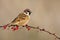 Tree Sparrow