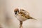 Tree sparrow (aka passer montanus)