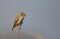 Tree sparrow bird