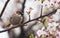 Tree sparrow bird on the cheery blossom tree