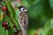 Tree Sparrow closeup in a cherry tree