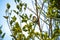 A Tree Sparrow nestling in the branches of a tree in springtime