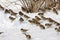 Tree sparrow, Passer montanus