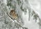 Tree Sparrow in Snow Storm