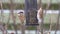 Tree sparrows on a bird feeder