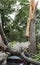 A tree splits and lands on a car during wind storm