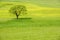 Tree in a spring blossom meadow