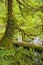 Tree in spring with brilliant green moss and plants