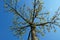 A tree in the spring with buds and tender new leaves, upward view to the crown of the tree against clear blue sky