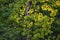 A tree with spring foliage of Aspen or quivering poplar Latin Populus tremula. The foliage is illuminated by morning sunlight.