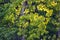 A tree with spring foliage of Aspen or quivering poplar Latin Populus trmula. The foliage is illuminated by morning sunlight.