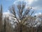 Tree, spring, greenery, sky, interest tree, symbionts, nests