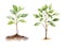 Tree sprout, garden watercolor clipart illustration with isolated background