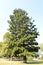 Tree spruce fir Christmas deciduous evergreen tall