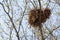 Tree squirrel nest high up in a tree