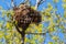 Tree squirrel nest high up in a tree