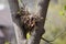 Tree squirrel nest high up in a tree in soft focus