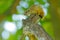 Tree Squirrel, Paraxerus cepapi chobiensis, detail of exotic African little mammal on the tree. Okavango delta, Botswana, Africa.